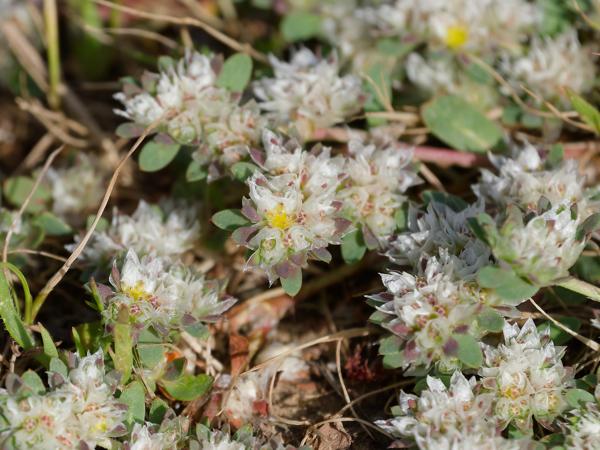 <h3><a href="/trips/extramadura/biota/plantae/tracheophyta/magnoliopsida/caryophyllales/caryophyllaceae/paronychia argentea/paronychia argentea-nl.html">Paronychia&nbsp;argentea</a> / Silver&nbsp;nailroot / </h3>OM-1 Mark II met OLYMPUS M.150-400mm F4.5 TC, 1/2000 sec  bij F5.6, ISO 400, afstand 2.2&nbsp;m